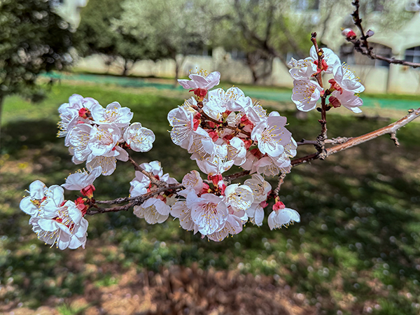 021743577152140848.jpg 杏花1.jpg