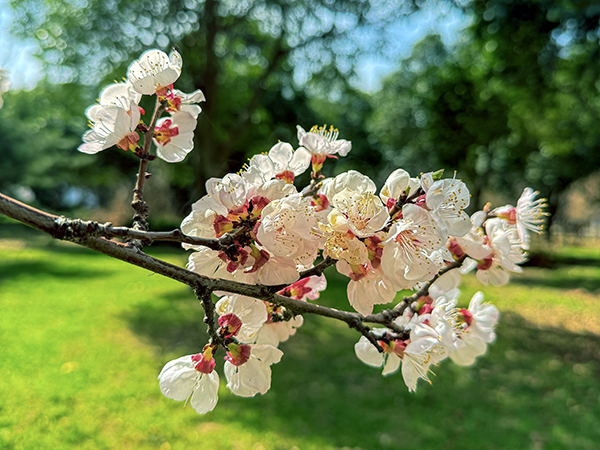 021743577378105130.jpg 杏花2.jpg