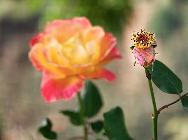 1687ec671051ce237887b12cb46e9737   600.jpg